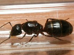 Матка муравьёв вида Camponotus saxatilis