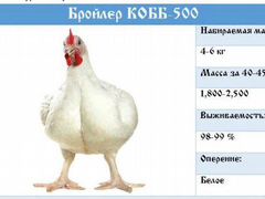 Цыплята подрощенные Кобб-500 Чехия