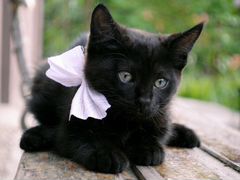 Отдадим черных котяток