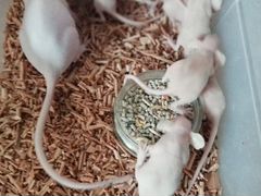 Крысята сфинксы