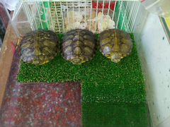 Черепахи и аквариум