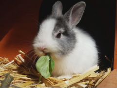 Кролики на мясо и разведение