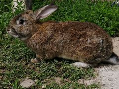 Кролик порода Фландр
