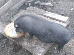 Вьетнамская вислобрюхая свиноматка