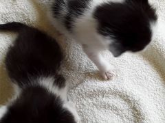 Черно-белые котята от британской кошки