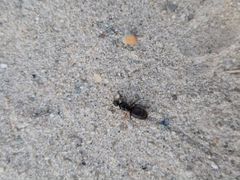 Матка(муравьиная) -вид лизиус нигерс