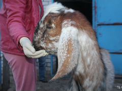 Процентные нубийские козочки и взрослые козы