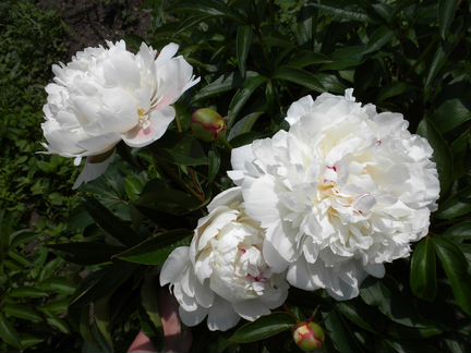 Пионы белые цветы для букета
