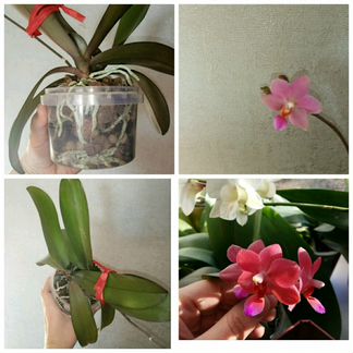 Орхидея мультифлора