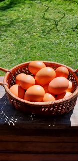 Инкубационное яйцо несушки Ломан Браун