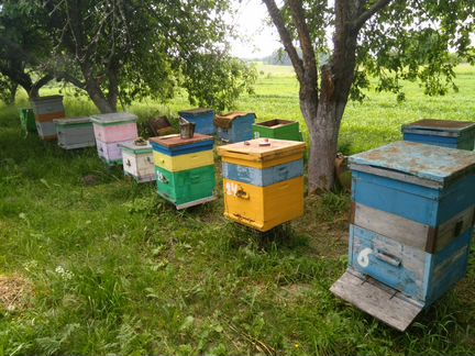 Пчёлы, от водки, пчелосемьи
