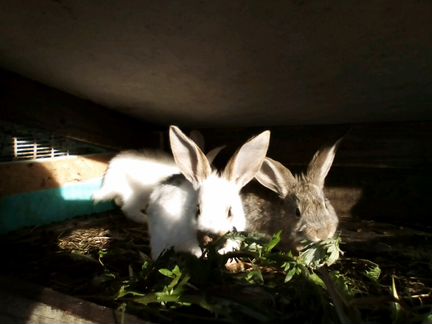 Крольчата разного окраса