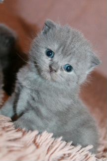 Шотландские котята (голубого окраса)