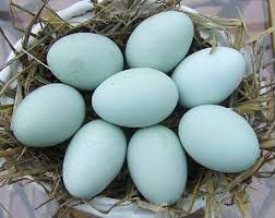 Инкубационное яйцо Легбара