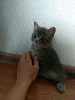 Котеночка в добрые руки