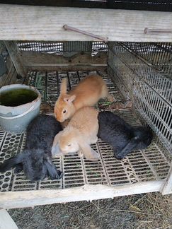 Крольчата Баран