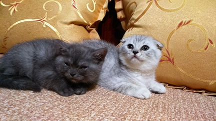Вислоухий и прямоухий британские котятки
