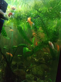 Золотые рыбки и водоросли