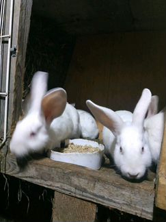 Кролики породы белый великан и фландр