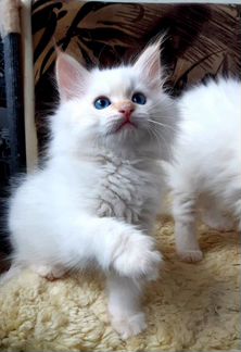 Сибирский котик редкого окраса