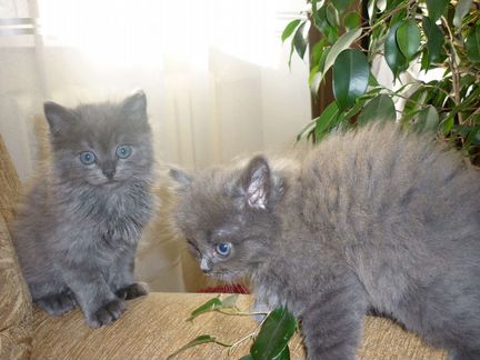 Два прекрасных котёнка ищут себе дом