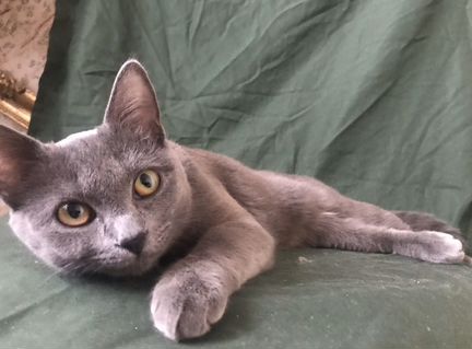Котята Русской Голубой породы Кошка умная и добрая