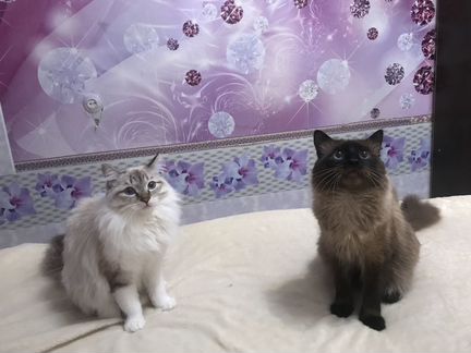 Котик и кошка