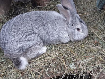 Продам самцов кроликов породы шиншилл