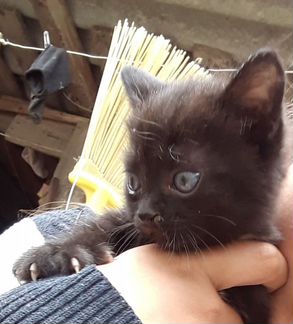 Чёрная кошка полосатый кот