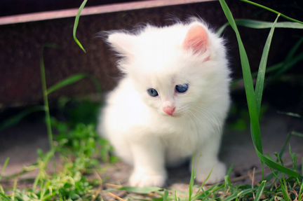 Красивенькие котята Турецкой Ангоры