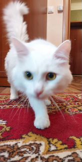 Турецкая ангора, котик 1 год. Чистый ухоженный