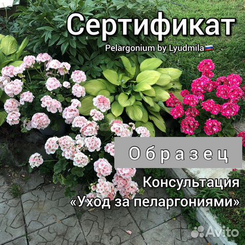 Сертификат. Консультации пеларгонии (герань)
