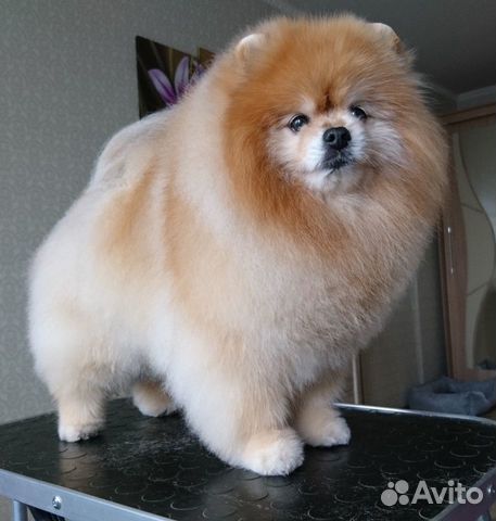 Груминг шпицев