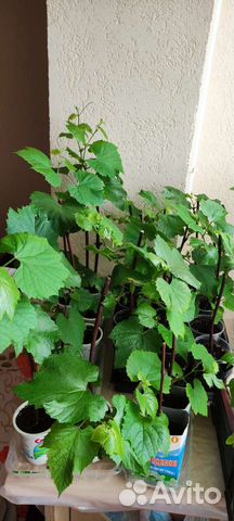 Виноград саженец