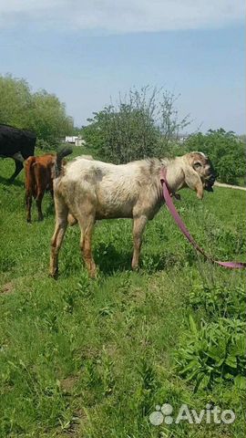 Англо нубийский козёл вязка