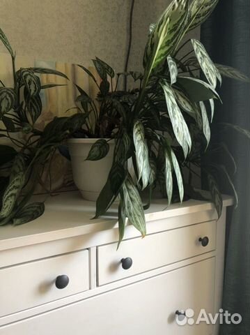 Комнатные растения