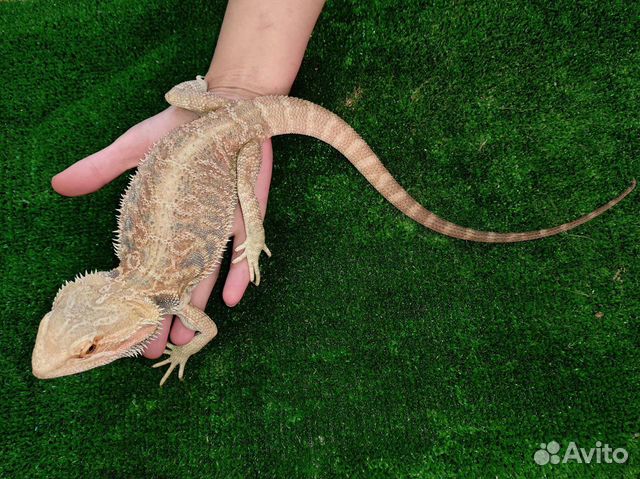 Бородатая агама (Leatherback Hypo)