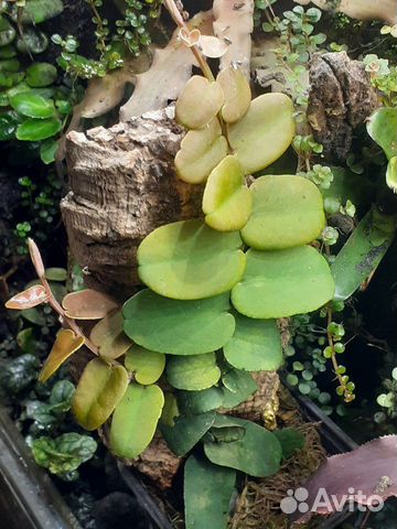 Растения для аквариума, флорариума, террариума