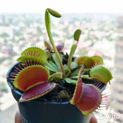 Венерина мухоловка, дионея