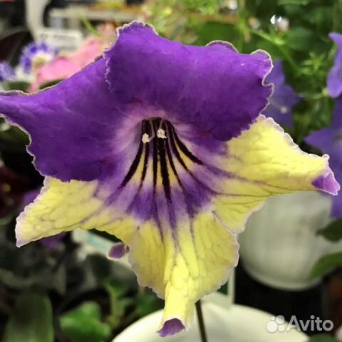 Стрептокарпус DS Сова