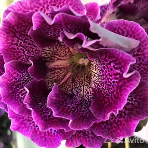 Глоксиния Росина