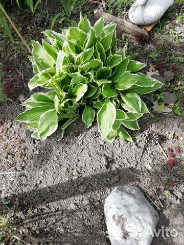 Хоста дев виноград