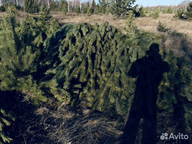Купить Сосны Новогодние Живые На Авито Оптом