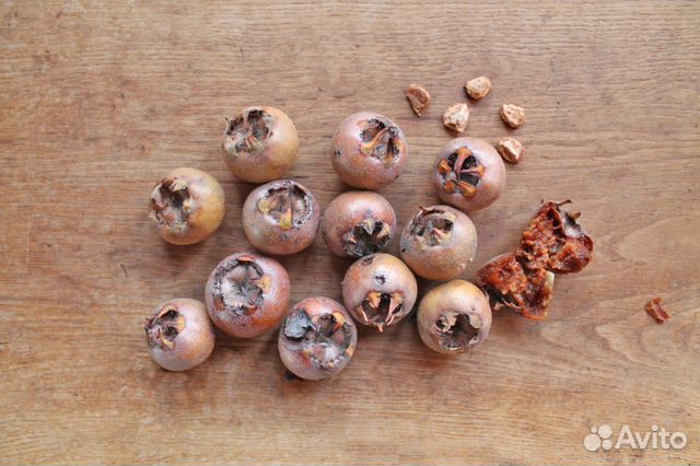 Мушмула германская, семена