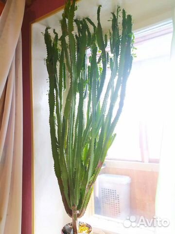 Кактус. Молочай трехгранный или эуфорбия тригона