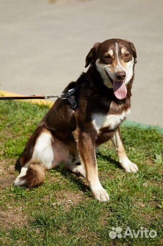 Стефан - благородный пес в добрые руки