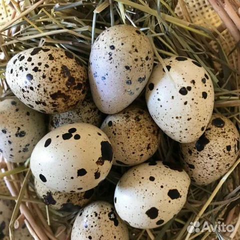 Яйца перепелиные инкубационные