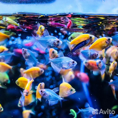 Аквариумные рыбки оптом
