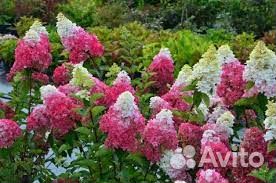 Гортензия мет Фрейз Мельба, Литл Лайм, Сильвер Дол