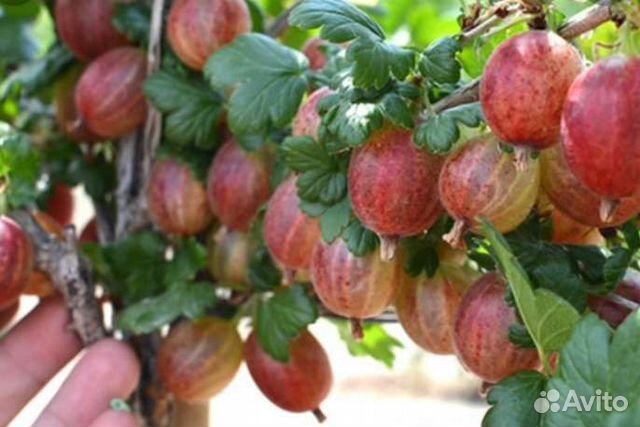 Крыжовник Пакс, Ксения, Гранд,Орфей, Тиксия